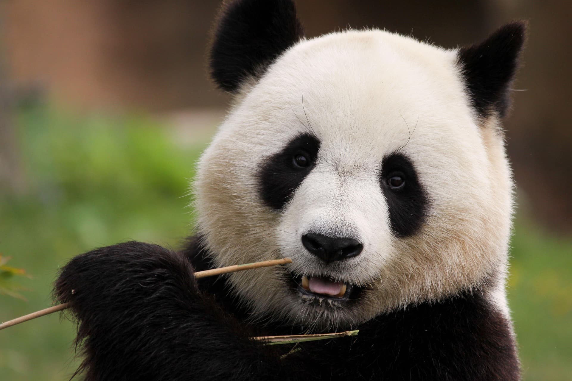 Giant panda eating
